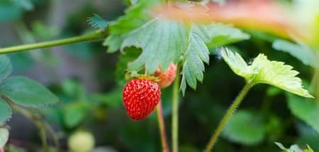 Plant Your Own Vegetables and Fruits