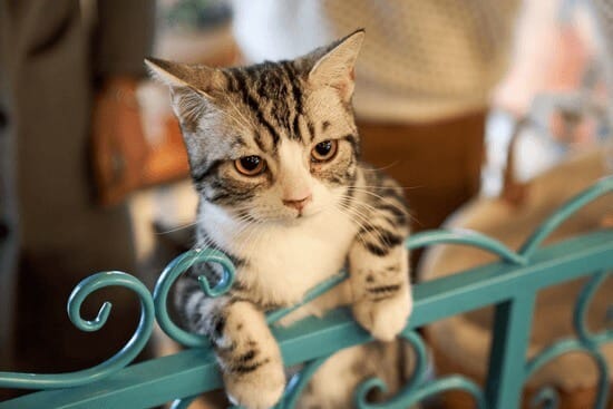 pet proof your house to avoid any accidents