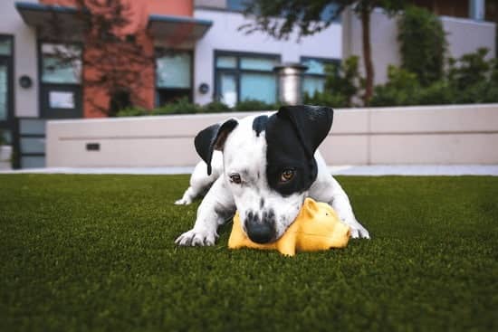 make diy toys for your pet so you can save money on pets