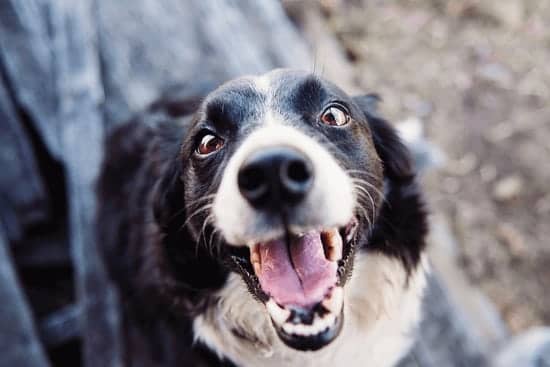 take care of your pet's teeth to avoid expensive medical problems