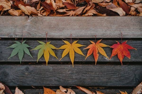 Seasonal Investing: What It Is & How It Works